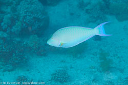 BD-120422-Fury-Shoal-6055-Scarus-ghobban.-Forsskål.-1775-[Blue-barred-parrotfish].jpg